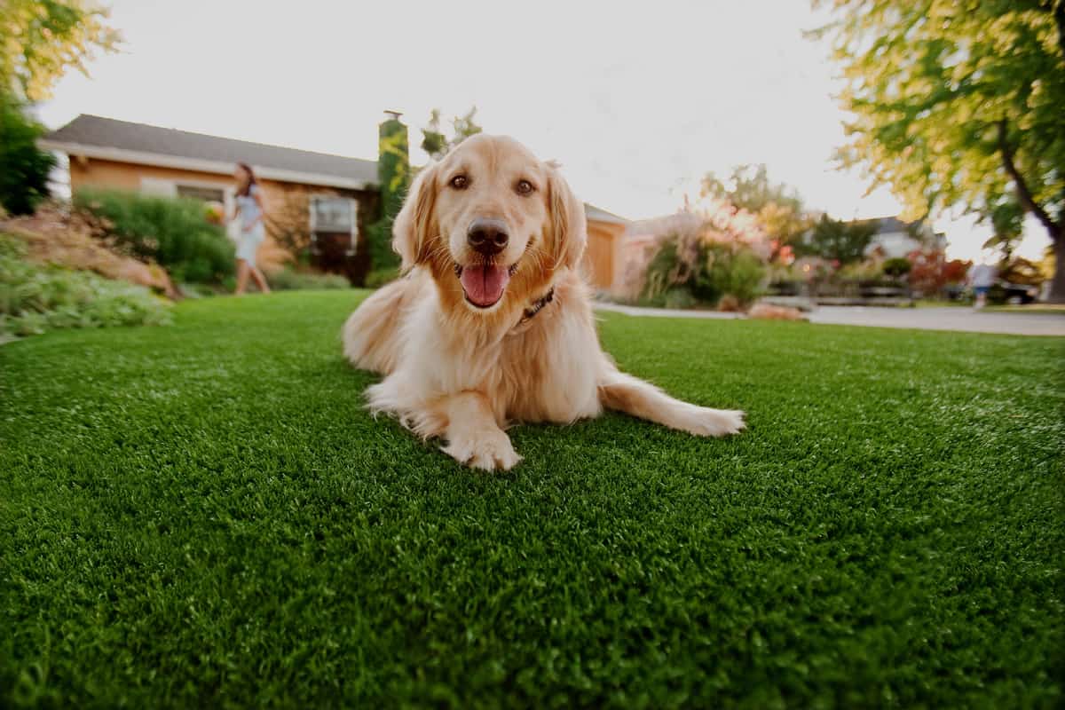 Microban-treated infill for DFW pet turf odor prevention