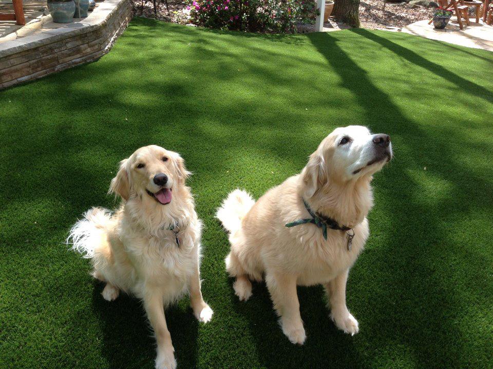 Tour Greens Dallas pet-friendly artificial turf installation